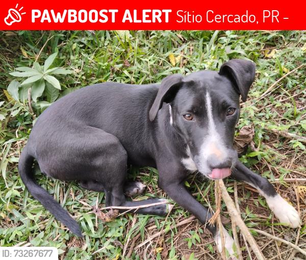 Lost Female Dog last seen R. Lucinir Franco da Rocha, Fazenda Rio Grande - PR, 83825-380, Sítio Cercado, PR 81900-220