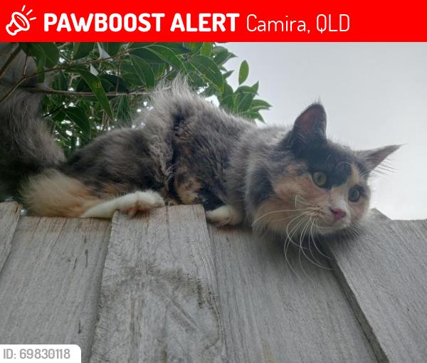 Lost Female Cat last seen Austin ferry school, 2 spring street, Camira, QLD 4300