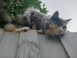 Lost Female Cat last seen Austin ferry school, 2 spring street, Camira, QLD 4300