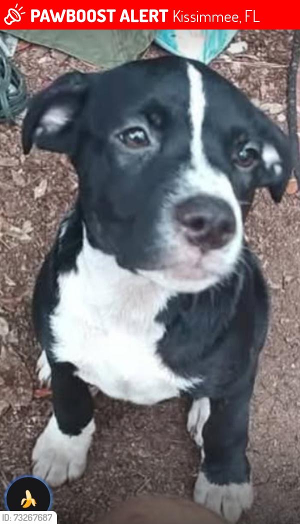 Lost Female Dog last seen The irlo or the rock church Kissimmee FL, Kissimmee, FL 34746