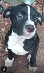 Lost Female Dog last seen The irlo or the rock church Kissimmee FL, Kissimmee, FL 34746