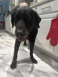 Reunited Male Dog last seen Kokai & Pecos, Denver, CO 80221