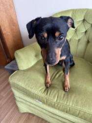 Reunited Male Dog last seen High Creek Lane and springs Fireplace Road, East Hampton, NY 11937
