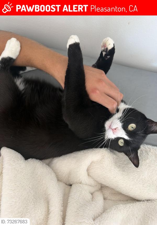 Lost Male Cat last seen Ray Street, Pleasanton, CA 94566