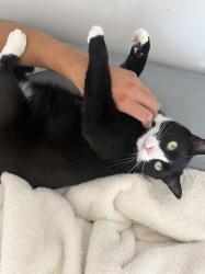Lost Male Cat last seen Ray Street, Pleasanton, CA 94566