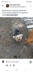 Lost Male Dog last seen Near and zoar rd, Fort Mill, SC 29708