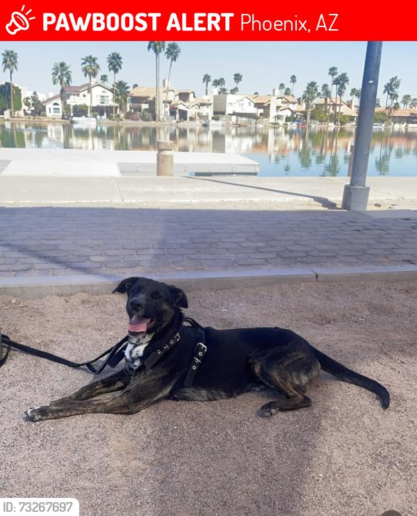 Lost Male Dog last seen 24st and Baseline, Phoenix, AZ 85042