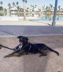 Lost Male Dog last seen 24st and Baseline, Phoenix, AZ 85042