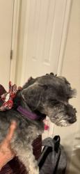 Reunited Female Dog last seen Federal and Bowles, Littleton, CO 80123
