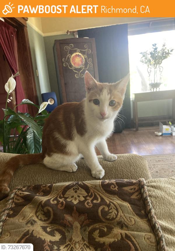 Found/Stray Unknown Cat last seen 30th Street and Barrett Avenue, Richmond, CA 94804