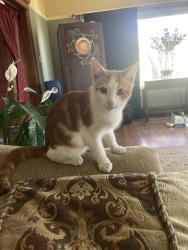 Found/Stray Unknown Cat last seen 30th Street and Barrett Avenue, Richmond, CA 94804