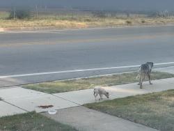 Found/Stray Male Dog last seen Handley, Fort Worth, TX 76112
