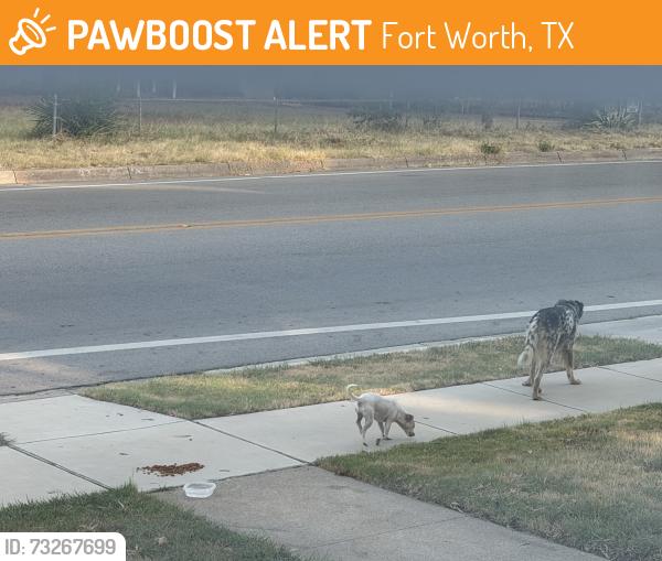 Found/Stray Male Dog last seen Handley, Fort Worth, TX 76112