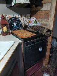 Lost Male Cat last seen Cajah Mtn. TOWN hall, Lenoir, NC 28645