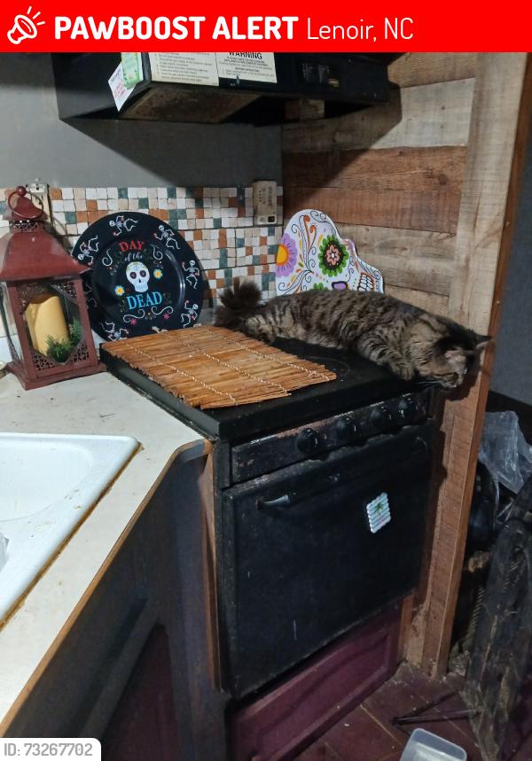 Lost Male Cat last seen Cajah Mtn. TOWN hall, Lenoir, NC 28645