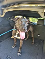 Found/Stray Male Dog last seen Mariposa Dr, Corona, CA 92879