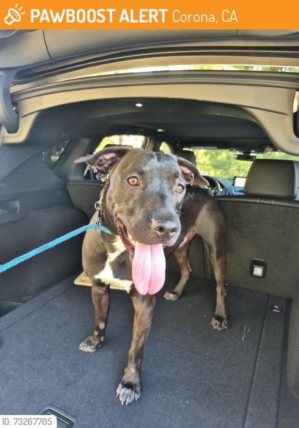Found/Stray Male Dog last seen Mariposa Dr, Corona, CA 92879