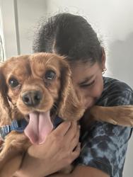 Reunited Male Dog last seen 116-118 north Beaumont Ave, Kissimmee Florida, Kissimmee, FL 34741