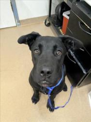 Shelter Stray Female Dog last seen MISSION, 16 Barnes Ct, Hayward, CA 94544, USA