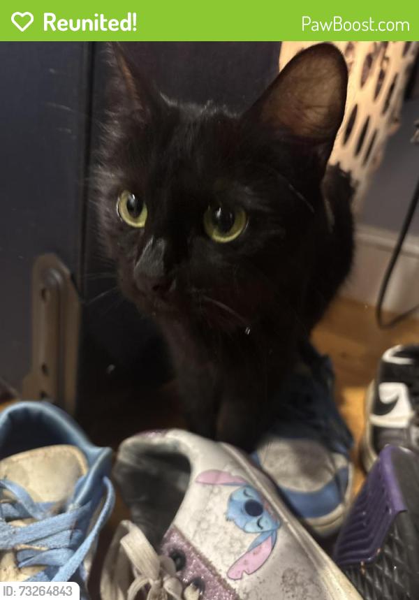 Reunited Female Cat last seen Granite st and Dover st near west high school, Manchester, NH 03102