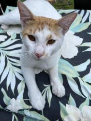Lost Male Cat last seen Circle M/W Ranchetta st, Citrus County, FL 34433