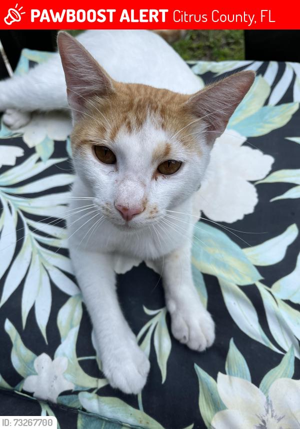 Lost Male Cat last seen Circle M/W Ranchetta st, Citrus County, FL 34433