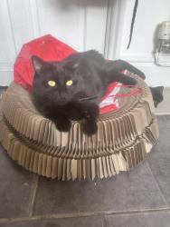 Lost Male Cat last seen Near Clarendon road, Swinton, England M27 4BP