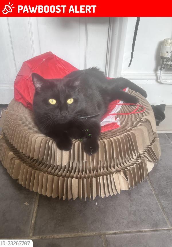 Lost Male Cat last seen Near Clarendon road, Swinton, England M27 4BP