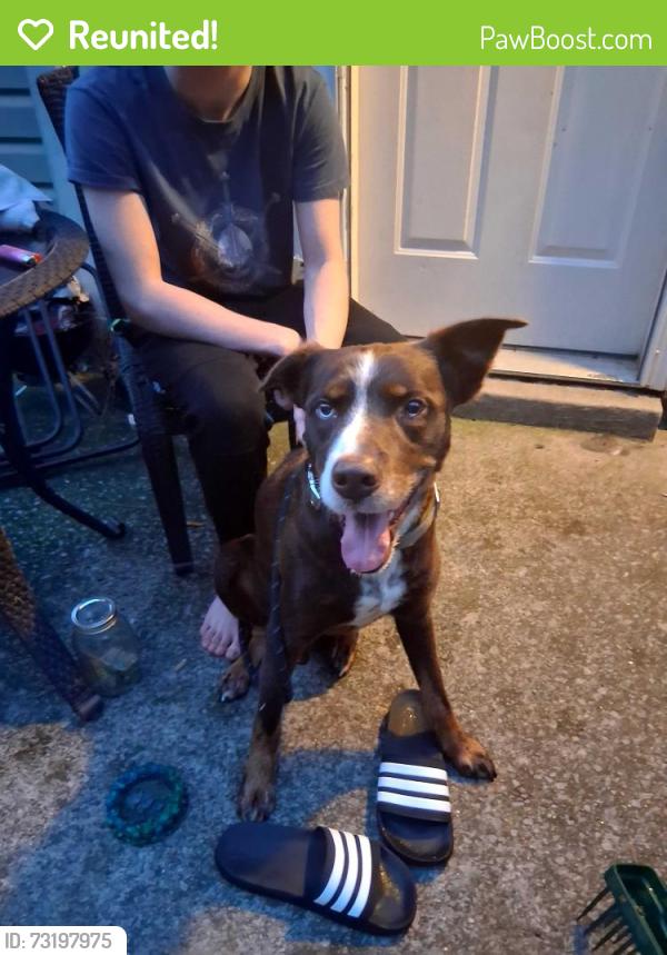 Reunited Male Dog last seen Holland ridge drive la vergne, La Vergne, TN 37086