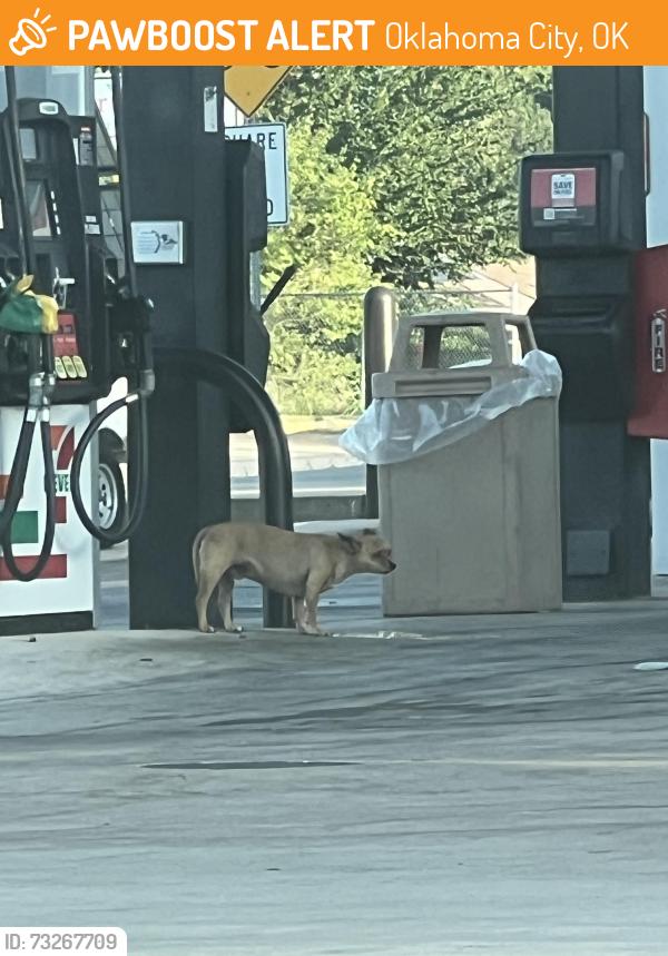Found/Stray Unknown Dog last seen Near NE 23rd St Oklahoma City, OK 73105 United States, Oklahoma City, OK 73105