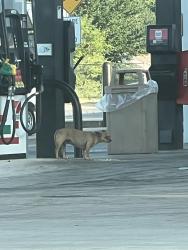 Found/Stray Unknown Dog last seen Near NE 23rd St Oklahoma City, OK 73105 United States, Oklahoma City, OK 73105