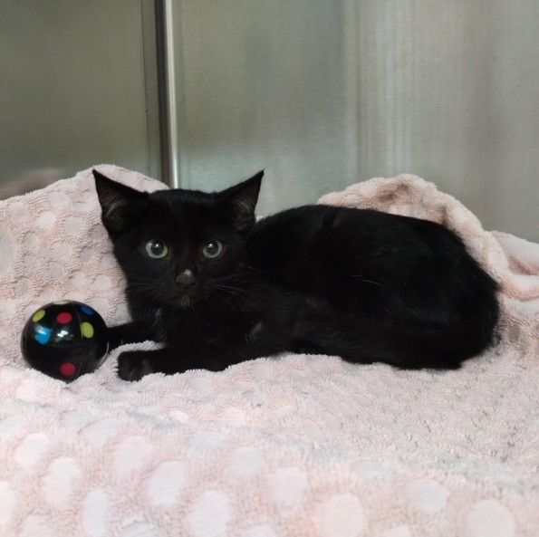 Shelter Stray Female Cat last seen FOUND AT GODFREY PARK, ALAMEDA, 1590 Fortmann Way, Alameda, CA 94501, USA