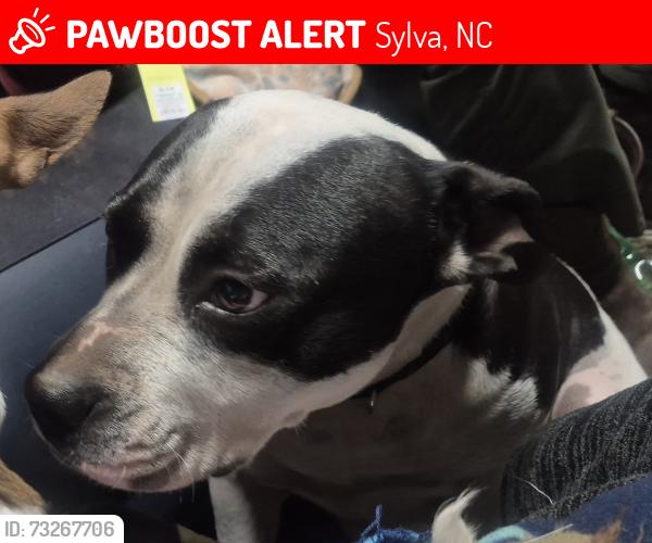 Lost Female Dog last seen Buff creek area, Sylva, NC 28779