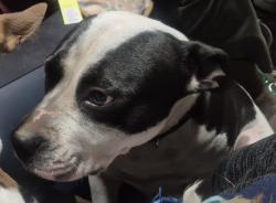 Lost Female Dog last seen Buff creek area, Sylva, NC 28779