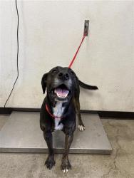 Shelter Stray Male Dog last seen Near BLOCK N BLACKSTONE AVE, FRESNO CA 93726 1900, 5277 E Airways Blvd, Fresno, CA 93727, USA