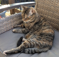 Reunited Female Cat last seen Maitland St between Woodbine Ave and Parkvale Dr, Kitchener, ON N2R 1V3