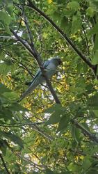 Found/Stray Unknown Bird last seen A tree near Linus park soccer field, Toronto, ON M2J 4M4