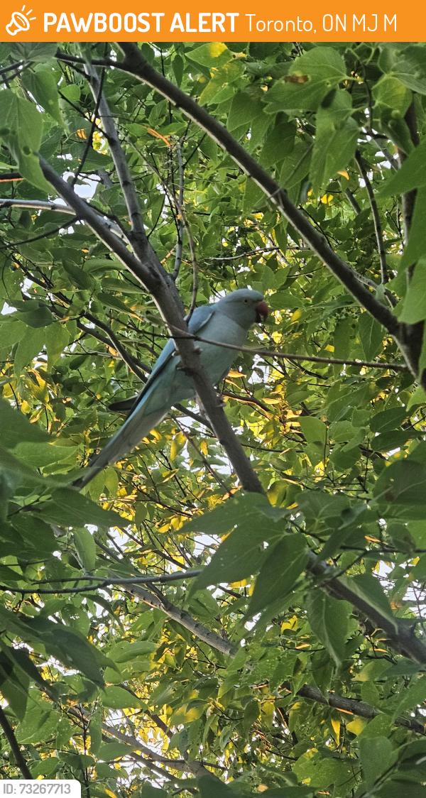 Found/Stray Unknown Bird last seen A tree near Linus park soccer field, Toronto, ON M2J 4M4