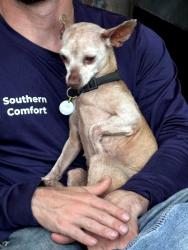Reunited Female Dog last seen Near Troupeville Road, Valdosta, GA 31602