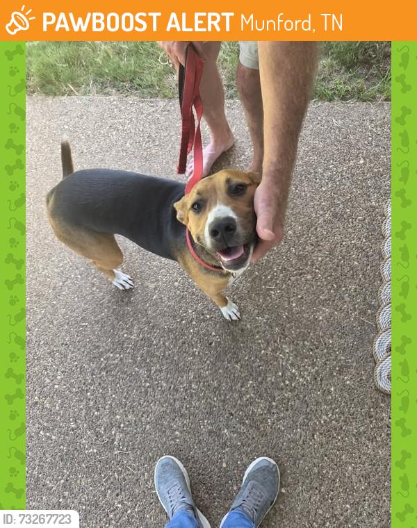 Found/Stray Female Dog last seen Glenview ests, Munford, TN 38058
