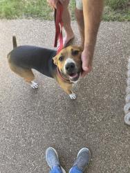 Found/Stray Female Dog last seen Glenview ests, Munford, TN 38058