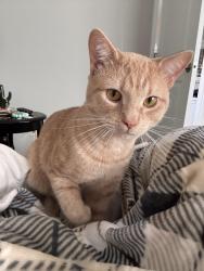 Reunited Male Cat last seen Church St., Johnston County, NC 27504
