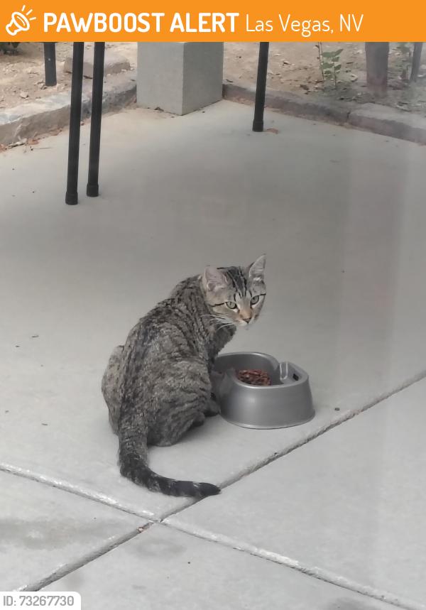 Found/Stray Unknown Cat last seen Fort Apache and Huntington Cove, the Liberty neighborhood, Las Vegas, NV 89178