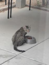 Found/Stray Unknown Cat last seen Fort Apache and Huntington Cove, the Liberty neighborhood, Las Vegas, NV 89178