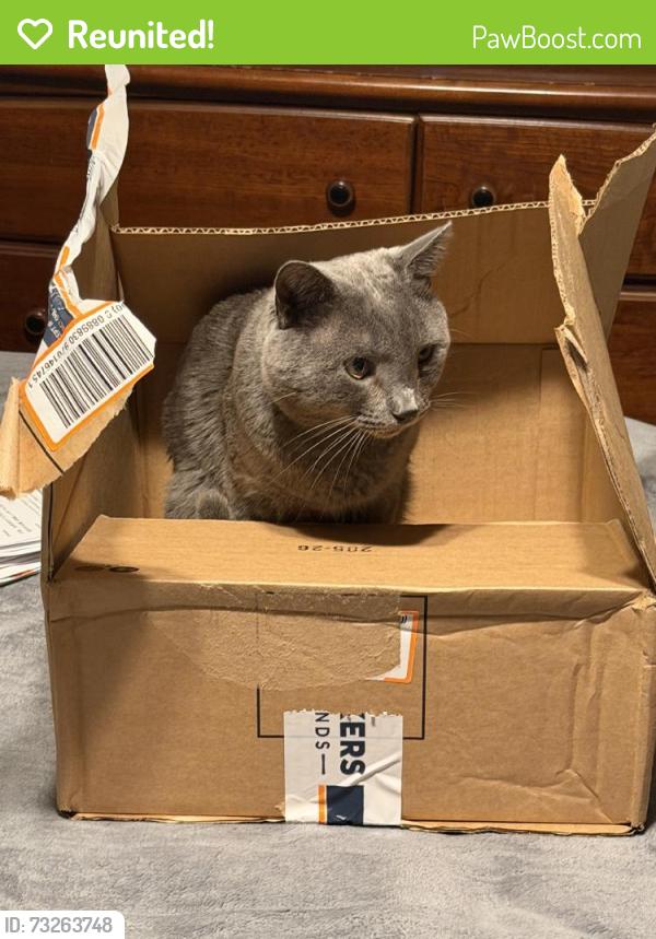 Reunited Male Cat last seen Creekview Dr, Kernersville, NC 27284, USA, Kernersville, NC 27284