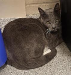 Shelter Stray Male Cat last seen CADURA CIR / ELK GROVE FLORIN RD, 9150 Union Park Way, Elk Grove, CA 95624, USA