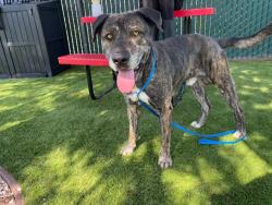 Shelter Stray Male Dog last seen Near BLOCK W FAIRVIEW DR, 333 Chandler Pl, San Bernardino, CA 92408, USA