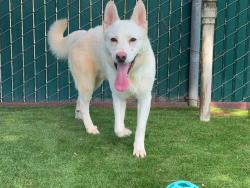 Shelter Stray Male Dog last seen Near BLOCK REDLANDS, 333 Chandler Pl, San Bernardino, CA 92408, USA