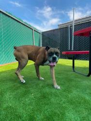 Shelter Stray Male Dog last seen PALM AND IRVINGTON, 333 Chandler Pl, San Bernardino, CA 92408, USA