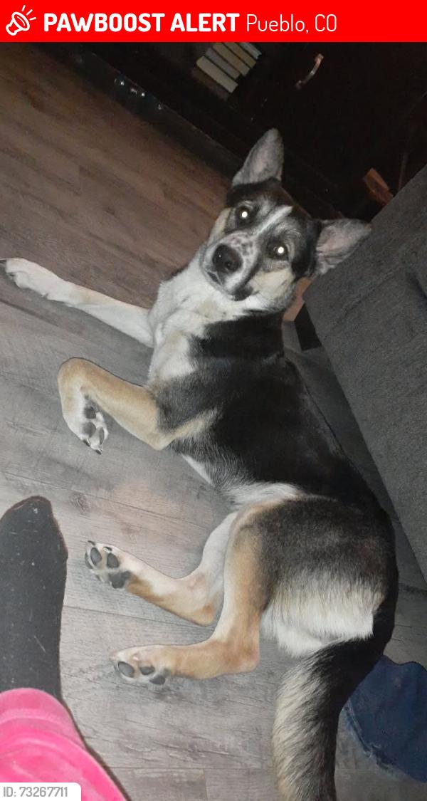 Lost Female Dog last seen Hollywood and O'Neal, Pueblo, CO 81005